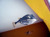 Decorations at Tacqueria Camaron Dorado - A dried out kissy fish
