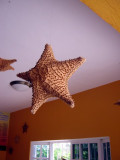 Sea Star