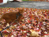 Fall leaves - he matches them well