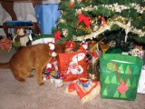 Clancy even knows which presents are his!!!
