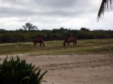 Horses eating garbage