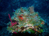 Varieties of coral