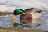 Canard colvert (Lasalle, 23 mars 2011)