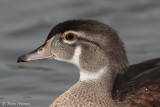 Canard branchu (Lac des Castors, 9aot 2011)