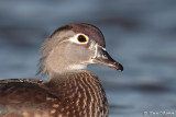 Canard branchu (Mont-Royal, 8 octobre 2011)