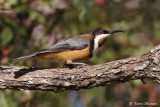 Avifaune australienne