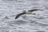 Albatros  cape blanche (White-capped Albatros)