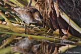 Marouette de Baillon (Baillons Crake)