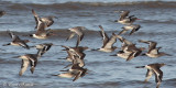Barge  queue noire (Black-tailed Godwit)