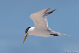 Sterne hupp (Great Crested Tern)