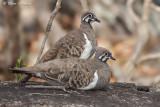 Colombine marquete (Squatter Pigeon)