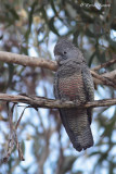 Cacatos  tte rouge (Gang-gang Cockatoo)