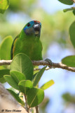 Psittacule double-oeil (Double-eyed Fig-Parrot)