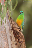Perruche  croupion rouge (Red-rumped Parrot)