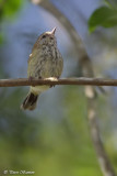 Acanthize rid (Sriated Thornbill)