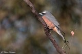 Langrayen brid (White-browed Woodswallow)