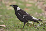 Cassican fluteur (Australasian Magpie)