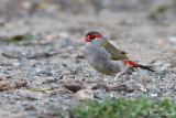 Diamant  cinq couleurs (Red-browed Firetail)