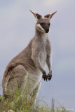 Wallaby de Parry (Whiptail Wallaby)