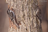 Grimpereau brun (le des Soeurs, 23 mars 2012)