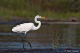 Grande Aigrette, 22 aot 2012