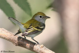 Paruline  flancs marron (Parc Summit, 24 aot 2012)