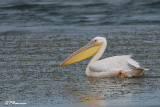 Plican blanc, Great White Pelican (Langebaan, 8 novembre 2007)