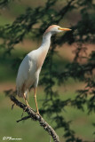 Hron garde-boeufs, Cattle Egret (Rserve Mkhuze, 14 novembre 2007)