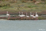 Flamant rose, Greater Flamingo (Langebaan, 7 novembre 2007)