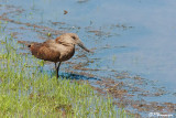 Ombrette africaine, Hamerkop (Underberg, 10 novembre 2007)