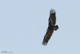 Vautour  tte blanche, White-headed Vulture  (Rserve Mkhuze, 14 novembre 2007)
