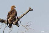 Aigle ravisseur, Tawny Eagle (Parc Kruger, 18 novembre 2007)