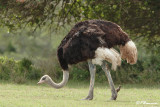 Autruche dAfrique, Common Ostrich (Rserve de Hoop, 4 novembre 2007)
