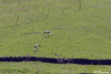 Grue caroncul, Wattled Crane (Underberg, 10 novembre 2007)