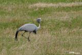 Grue de paradis, Blue Crane (Rserve de Hoop, 4 novembre 2007)