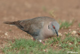 Tourterelle pleureuse, African Mourning Dove (Parc Kruger, 19 novembre 2007)