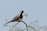 Tourtelette masque, Namaqua Dove (Parc Kruger, 19 novembre 2007)