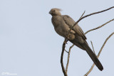 Touraco concolore, Grey Go-Away-Bird (Parc Kruger, 20 novembre 2007)