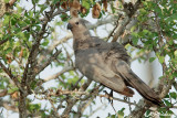 Touraco concolore, Grey Go-Away-Bird  (Parc Kruger, 20 novembre 2007)