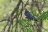 Coucou solitaire, Red-chested Cuckoo (Rserve Mkhuze, 14 novembre 2007)
