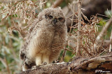 Grand-duc africain, Spotted Eagle-Owl (Cape Town, 3 novembre 2007)
