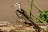 Calao  bec rouge, Red-billed Hornbill (Parc Kruger, 19 novembre 2007)