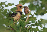 Barbican prompic, Crested Barbet (Parc Kruger, 20 novembre 2007)