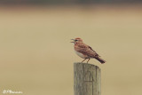 Alouette cendrille, Red-capped Lark (Bontebok NP, 5 novembre 2007)