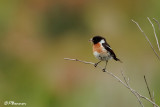 Tarier ptre, African Stonechat (Rserve de Hoop, 4 novembre 2007)