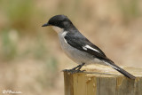 Gobemouche fiscal, Fiscal Flycatcher (Overberg, 5 novembre 2007)