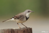 Bergeronnette du Cap, Cape Wagtail (Langebaan, 6 novembre 2007)