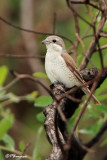 Pie-griche corcheur, Red-backed Shrike  (Parc Kruger, 18 novembre 2007)