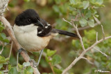 Gonolek boubou, Southern Boubou (Rserve de Hoop, 4 novembre 2007)