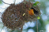 Tisserin bicolore, Dark-backed Weaver (Eshowe,11 novembre 2007)